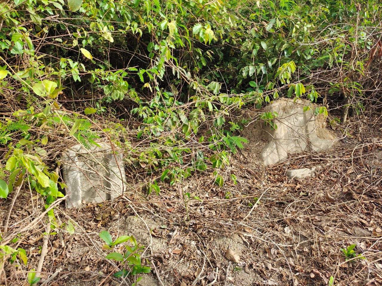 林茂华人义山理事会在进行清理后，才逐一的找到设计各异的墓碑。