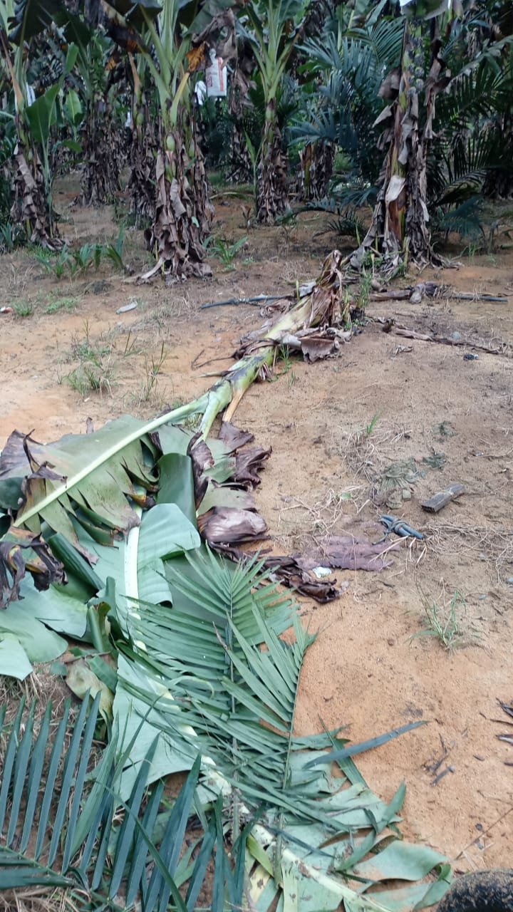 果实累累的香蕉树被野象推倒，令农民心疼不已。