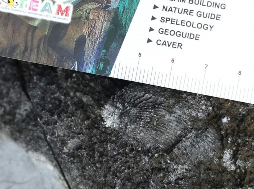 霹雳州自然遗产地质公园导游协会研究人员，在甘榜章吉督亚冷一带发现了估计有3亿年历史的各物种古代化石。（图取自马新社面子书）