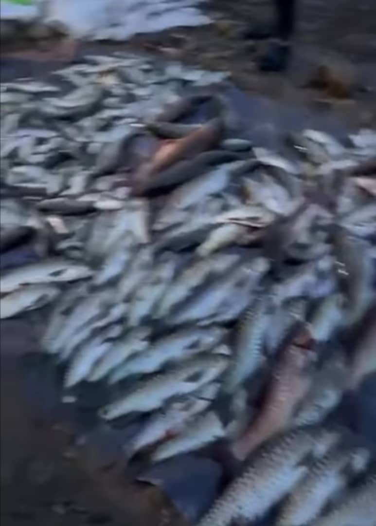 不负责任分子涉嫌在宜力天孟莪保护林的新莪河炸鱼和电鱼的行为，激起当地居民和网民的愤怒。
