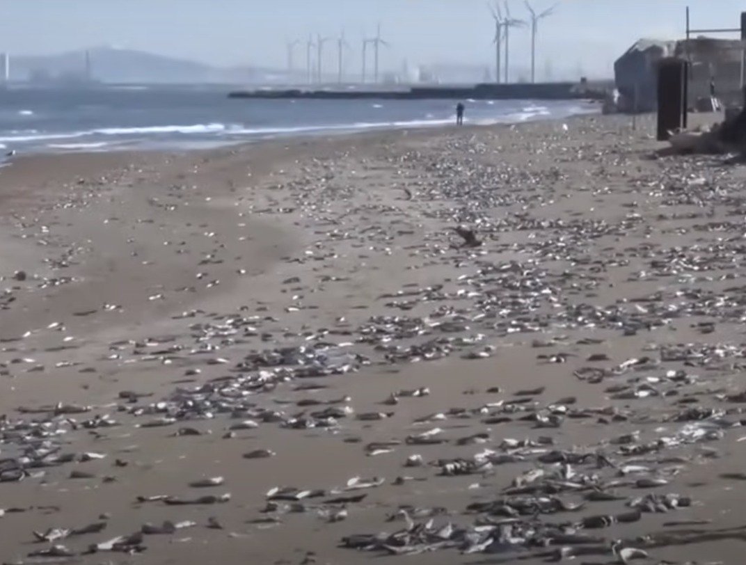 被海浪拍上沙滩的死鱼绵延约7公里。（日本电视台新闻截图）