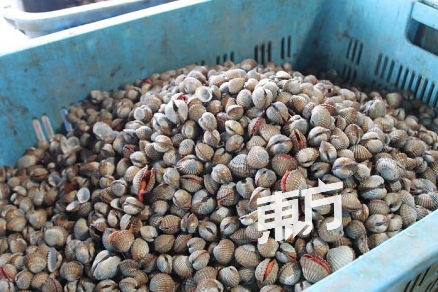 霹雳州今年1月至今的蚶产量已达1万590公吨，成为全国主要蚶类生产基地。