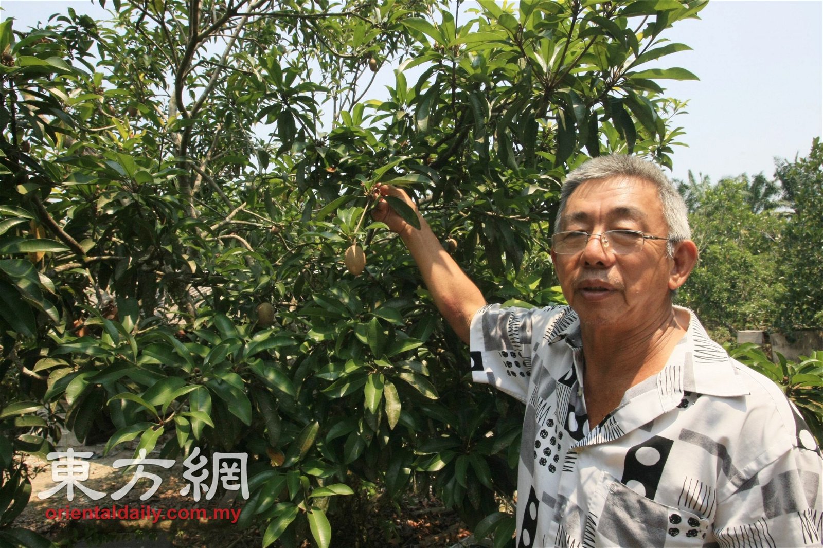 萧泽武种植的人心果果园，在双溪比力是仅此一家，同时他也拥有20年种植人心果的经验。
