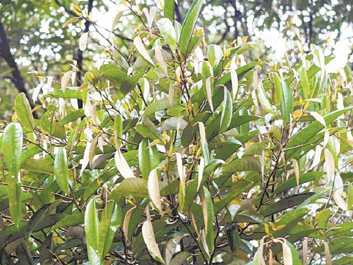 榴梿果树冒出新叶不结果，造成国内12月榴梿季节的榴梿产量下滑80%。