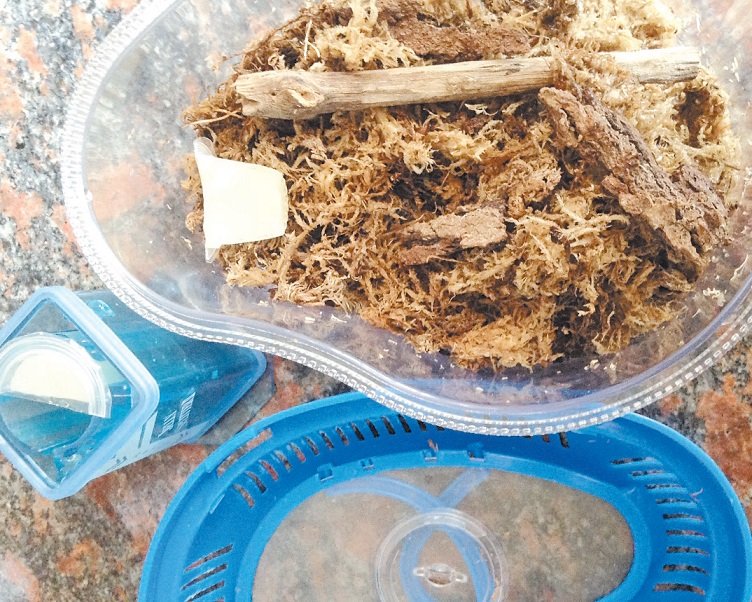 饲养甲虫之前，饲主需先打造甲虫饲养箱，内有木屑、果冻和可以帮助甲虫翻身的树枝及木块。