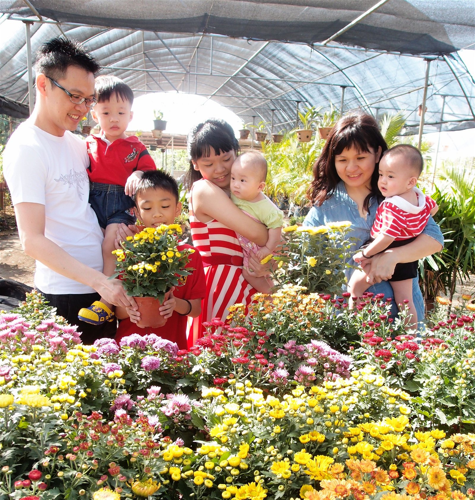 产自本地的菊花，色彩鲜艳品种多样，受到大人小孩的喜爱。