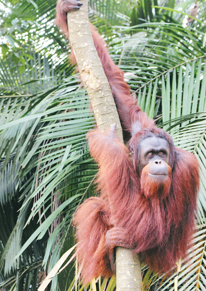 人猿是爬树高手，并筑窝在树上；图为名14岁的卡洛斯，雄性人猿，于2002年由砂拉越林业部提供予武吉美拉人猿岛。