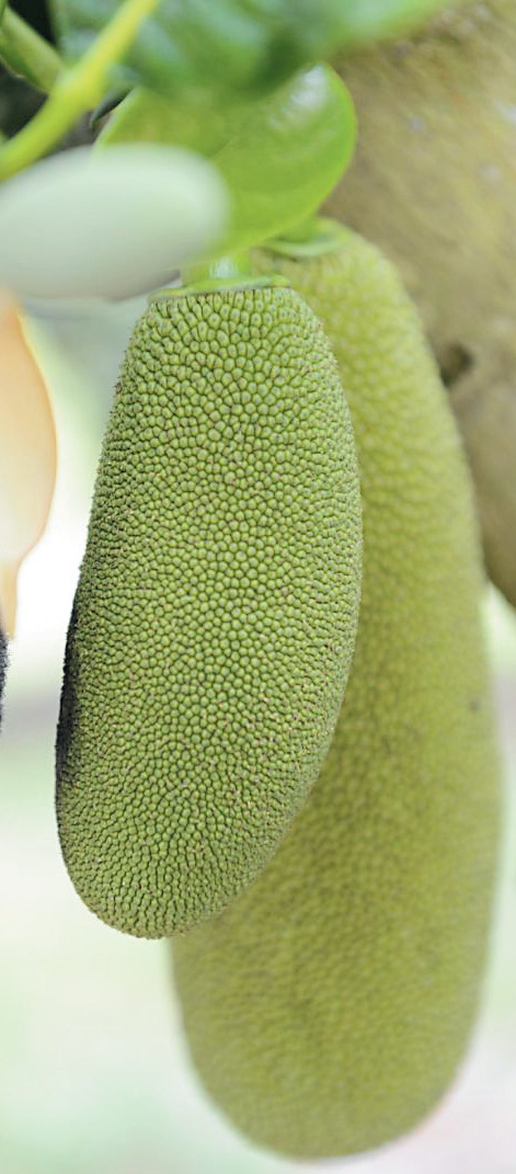 波罗蜜雌花（ 前） 授粉前摸起来有绒毛的质感，授粉后的表面则会凸起， 再成长为果实（ 后） ； 若授粉过程不均匀， 长出的果实也会变形。