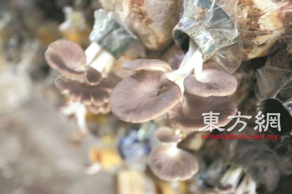 凤尾菇是市场销量最高的一种食用菌，被各族群广泛食用，也是人们心中的健康食品。（摄影：梁振江）