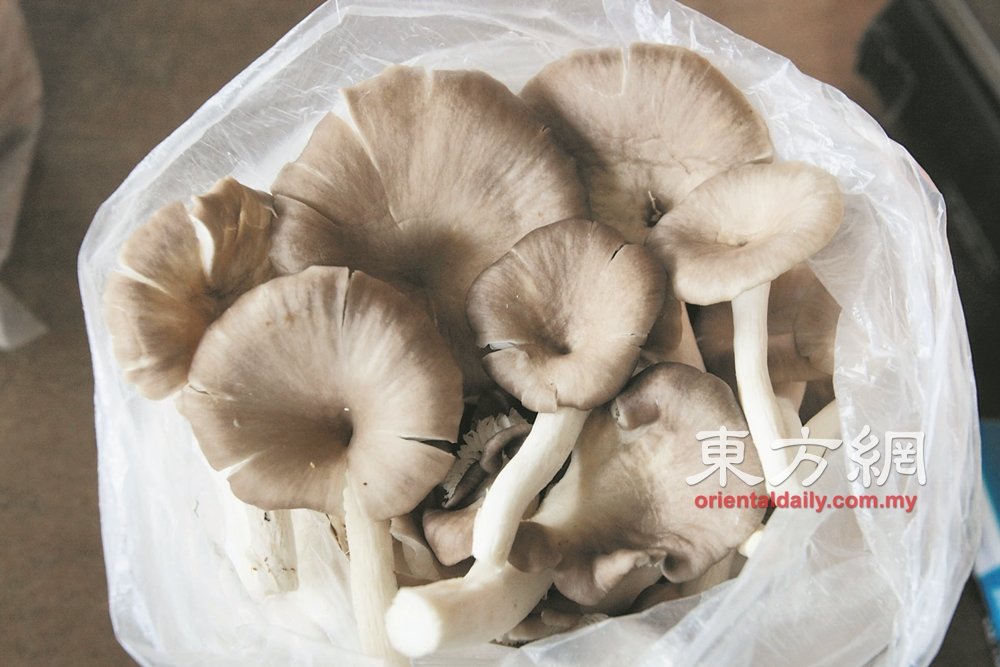 郑全利培植的凤尾菇，主要销售到吉隆坡批发市场、餐馆和有机商店。（摄影：梁振江）