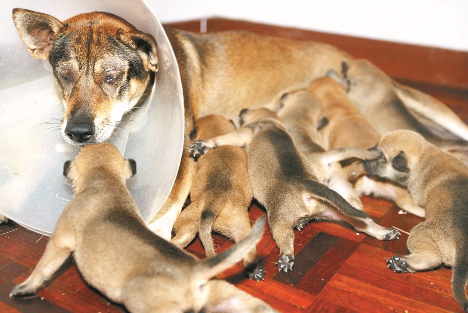 饲主受促为爱犬结扎，以免日后无法负担众多幼犬的费用，最终弃养并造成流浪狗过多问题。