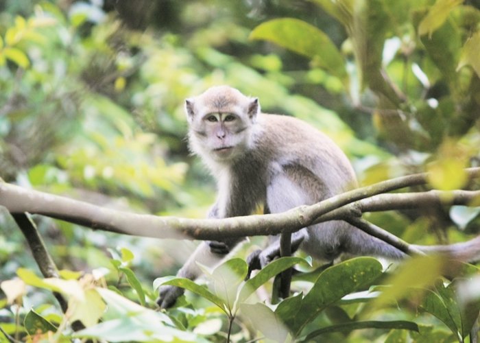 保留原始面貌的蒲种阿依淡森林保留区，可见到猴子的踪影。