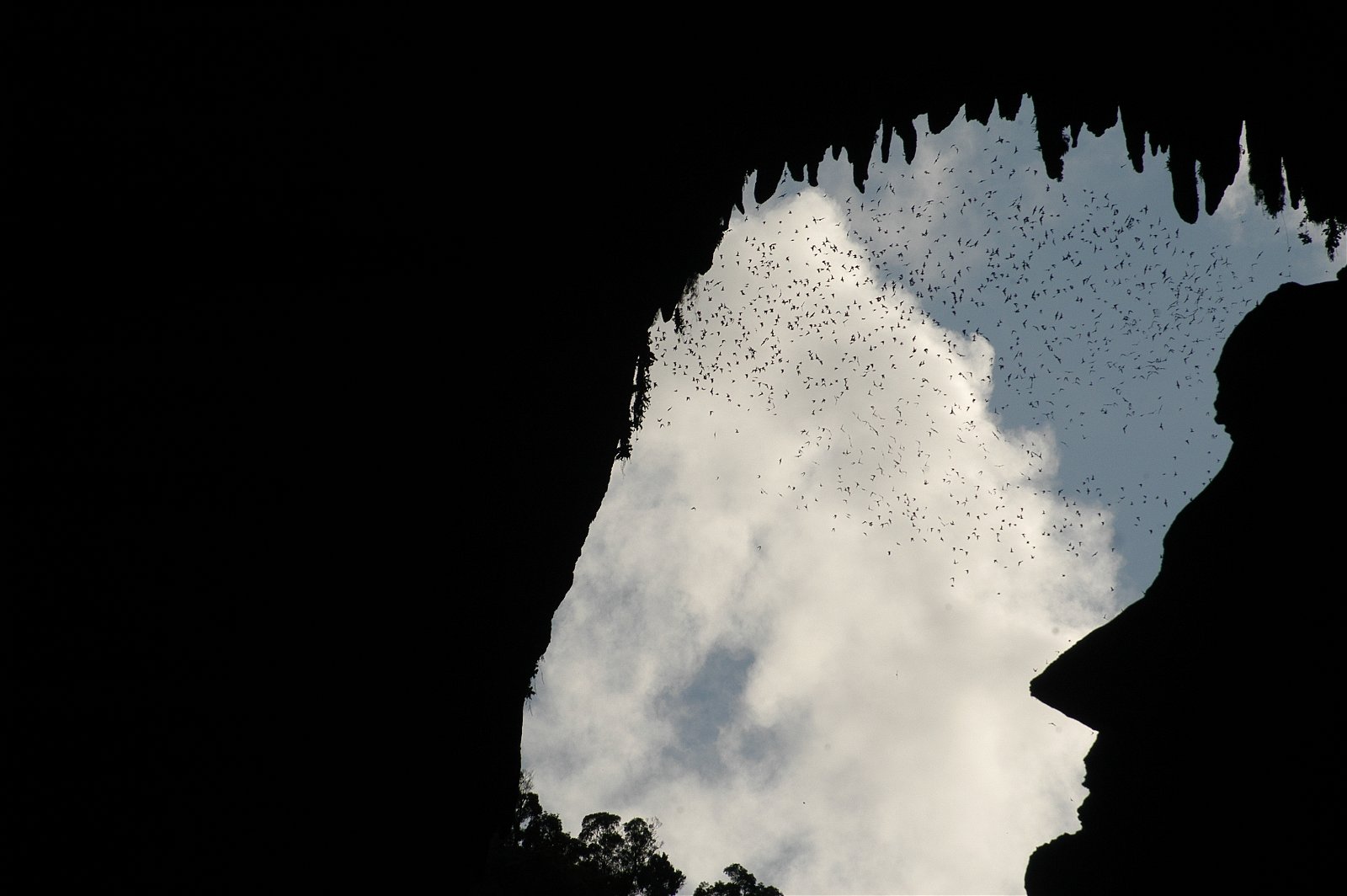砂劳越姆鲁国家公园鹿洞，除了在傍晚时分能一览超过200万只蝙蝠大军外出觅食的奇景外，还可以看到山壁岩石所呈现出的前美国总统林肯侧面剪影。（图取自大马观光局）
