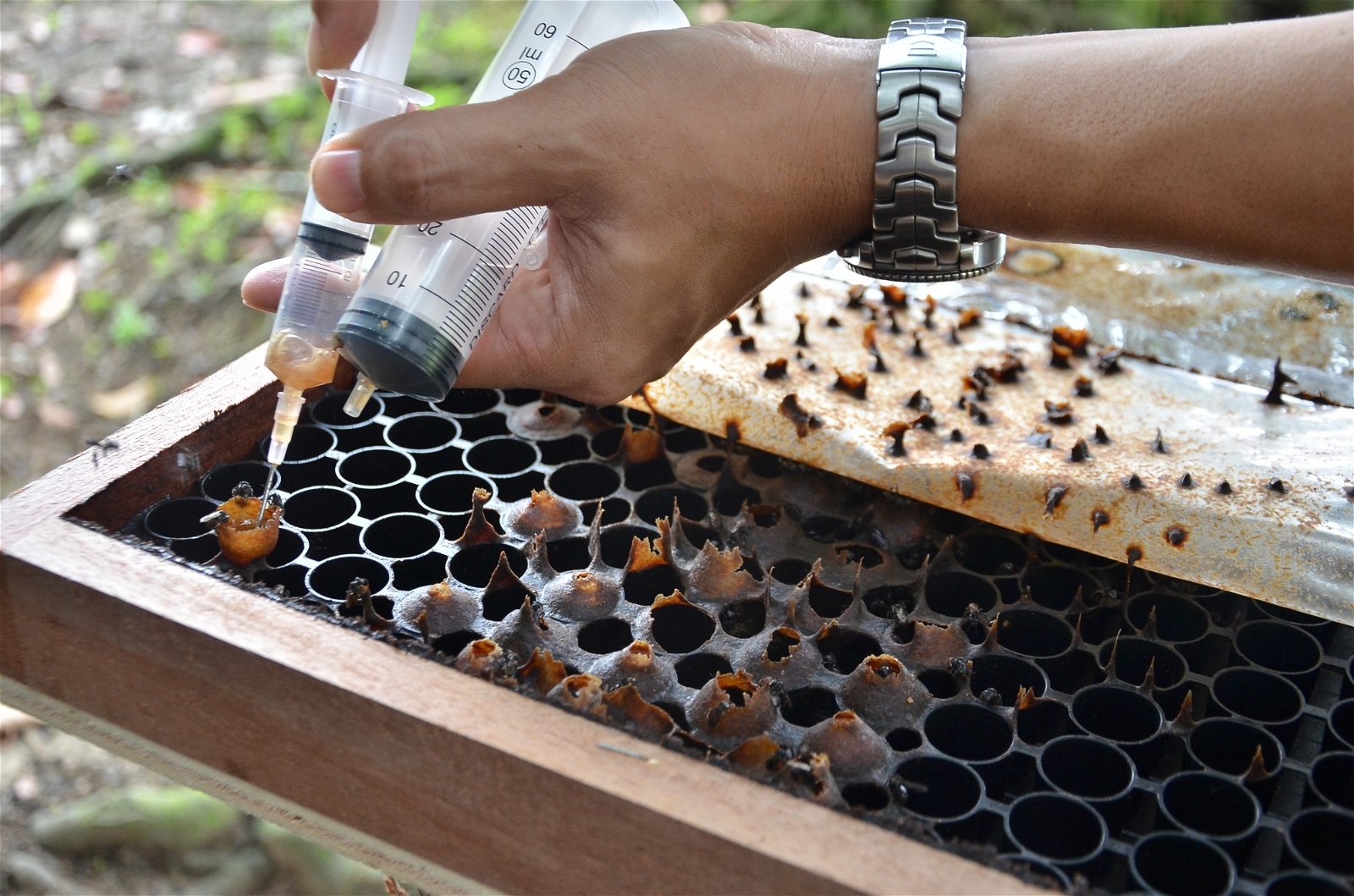 特别定制的木格子诱使银蜂筑巢，方便银蜂养殖人更有效率的采收蜂蜜。
