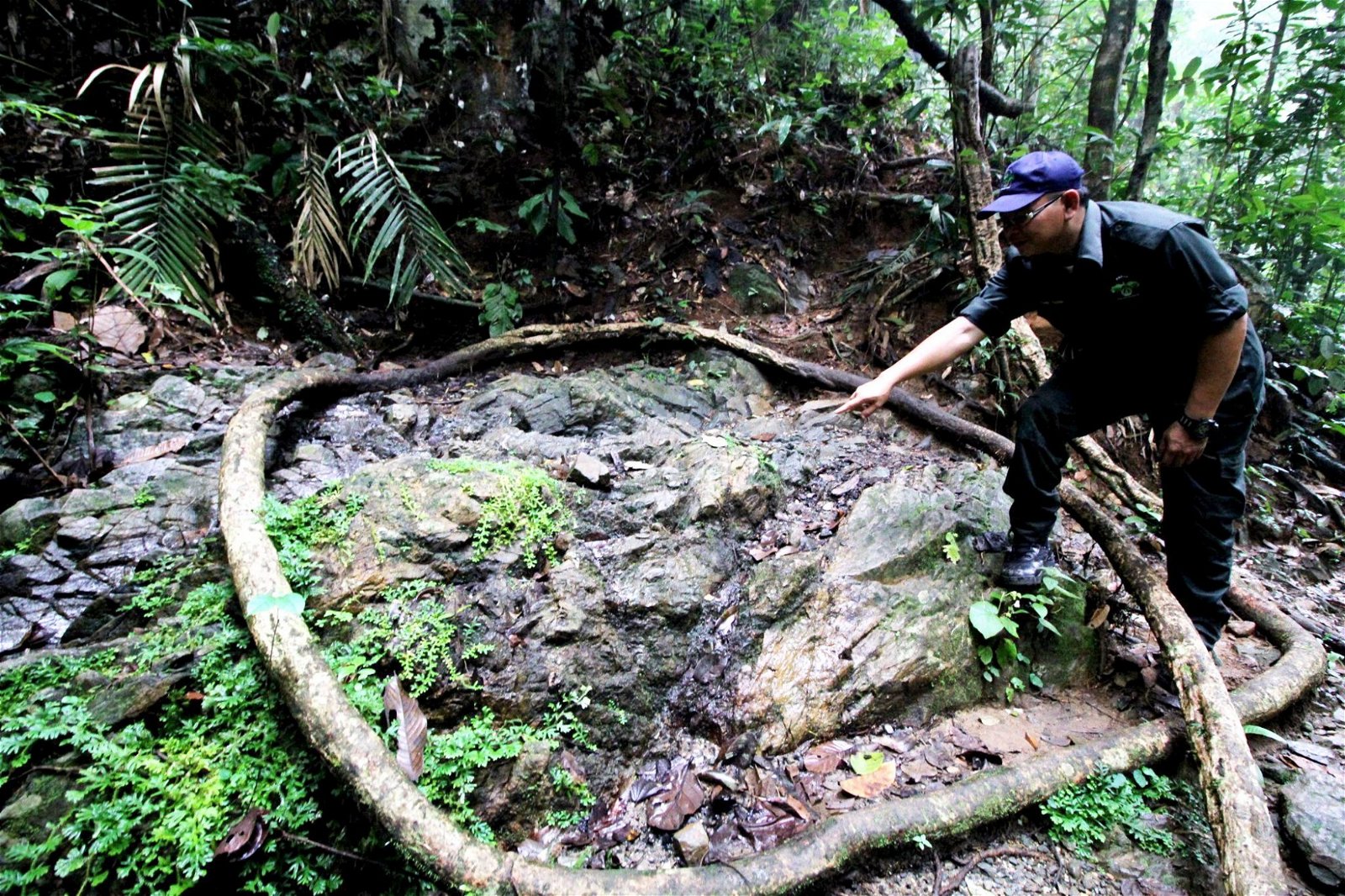 皇家柏隆雨林导游莫尤斯里（右）所指之处，就是野生动物前往舔食的盐泉。