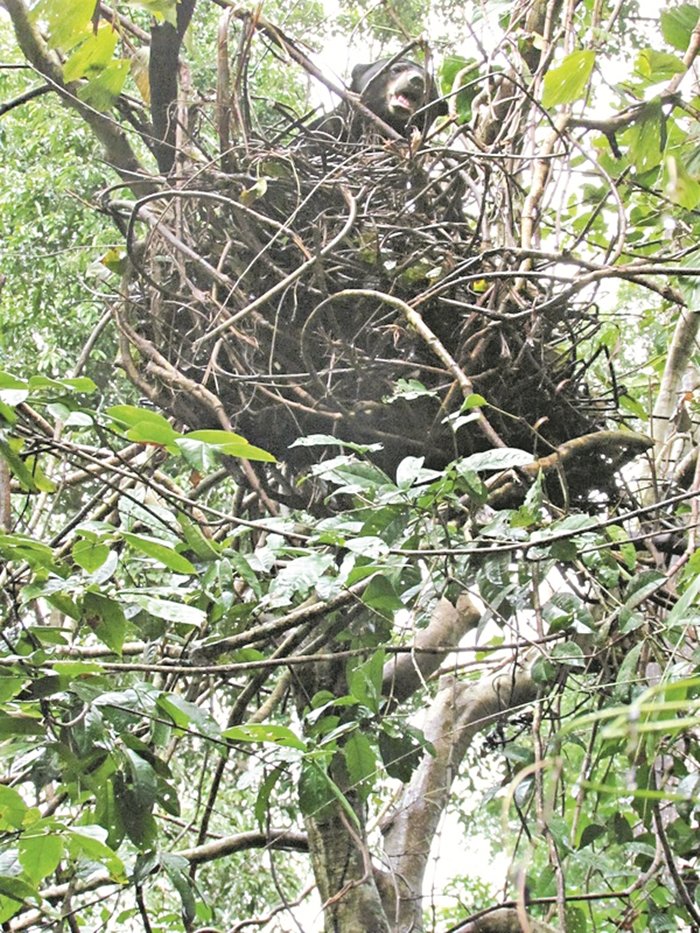 善于爬树的马来熊会在大树上筑巢，晒日光浴或睡午觉，也避开老虎与人类等天敌。