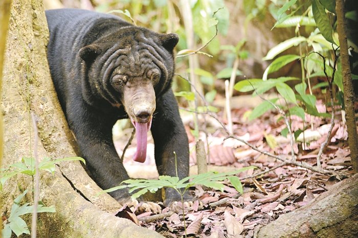 马来熊长达20公分的舌头，是它们舔食白蚁或蜂蜜的“最佳帮手”。