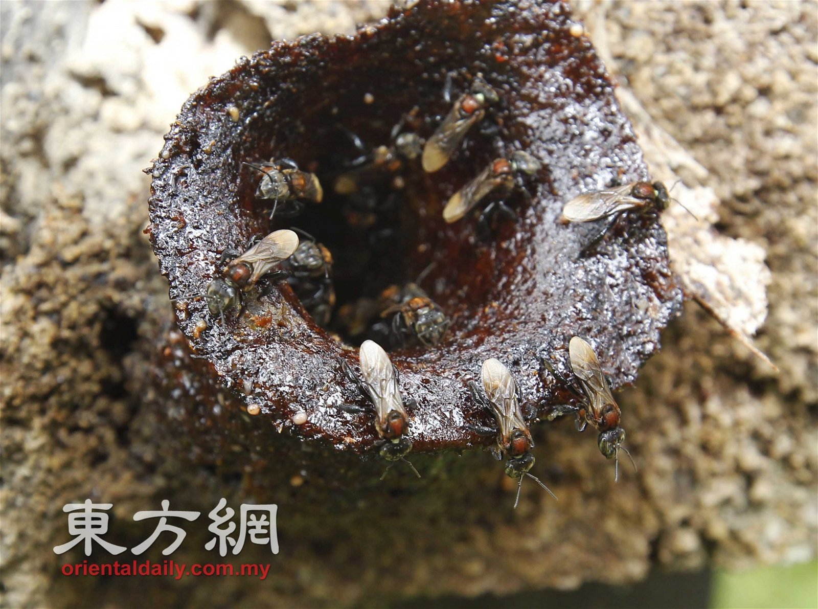 基于树桐的入口处与猪的嘴巴极为相似，因此这类蜂巢被称为“猪嘴”。