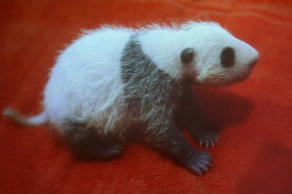 熊猫宝宝虽然还很小只，但已经依稀出现母亲的样貌，眼睛已经睁开，眼睛和身体黑色部分的毛发也已经长出，状况状态良好。