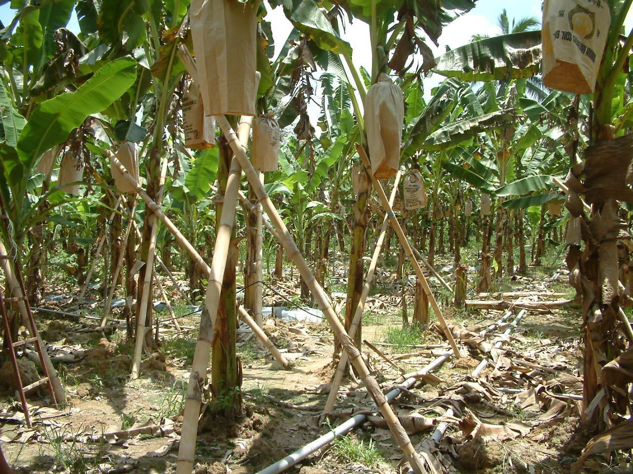 持续干旱的高温气候，促使香蕉及木瓜树产量下跌，甚至会出现断市。