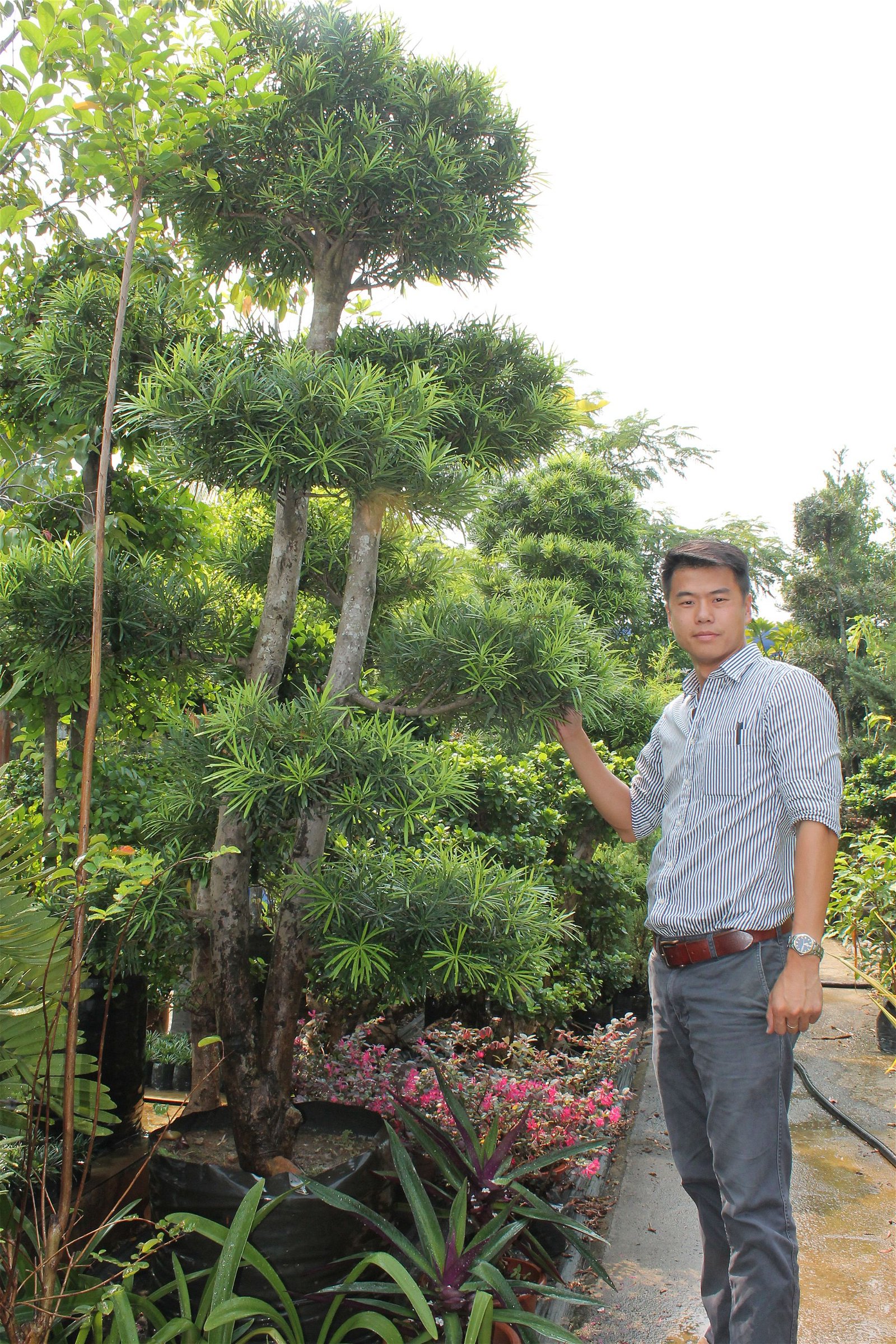 张景顺自小在家人的花圃里帮忙，久而久之，对花树及园艺产生兴趣。