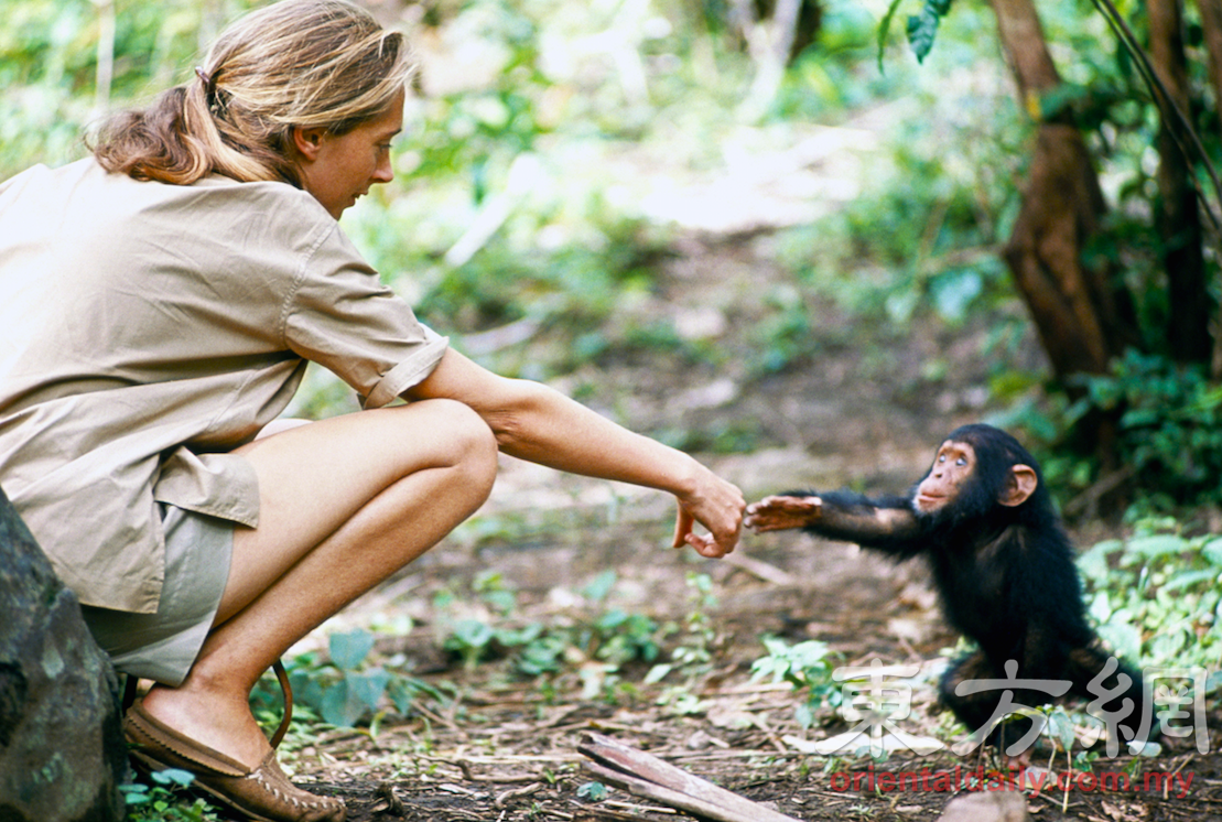 初到岗贝时，珍古德花很长的时间，想尽办法和黑猩猩们建立关系。她待在树林里，模仿它们的行为、吃它们的食物，融入它们的生活。