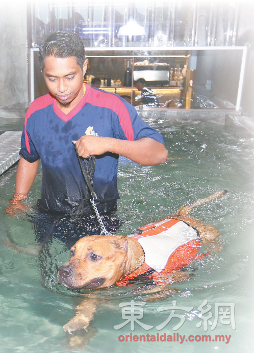 狗狗泳 池让狗儿可通 过畅泳，锻炼肌 肉与关节。