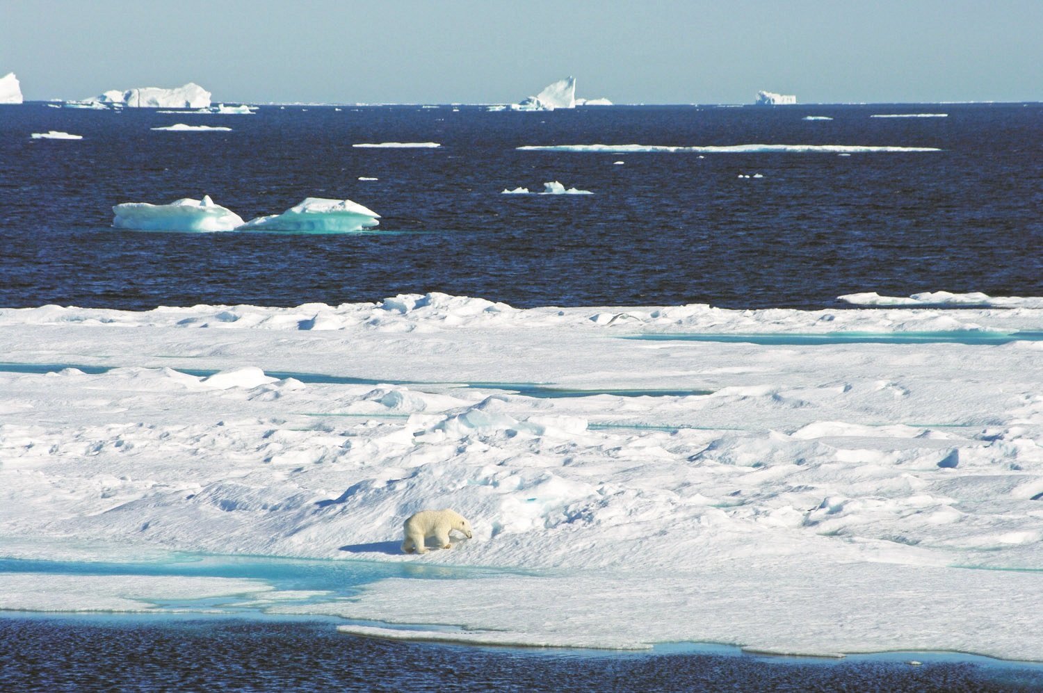 北极圈冰层的萎缩，已经威胁到北极熊的生存，这是在加拿大巴芬岛与格陵兰岛之间的巴芬湾上的北极熊。