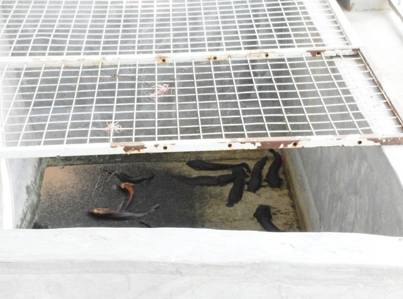 巴生市议会在工业区走廊发现一池死鱼，里面的鱼儿已变成“黑鱼干”。