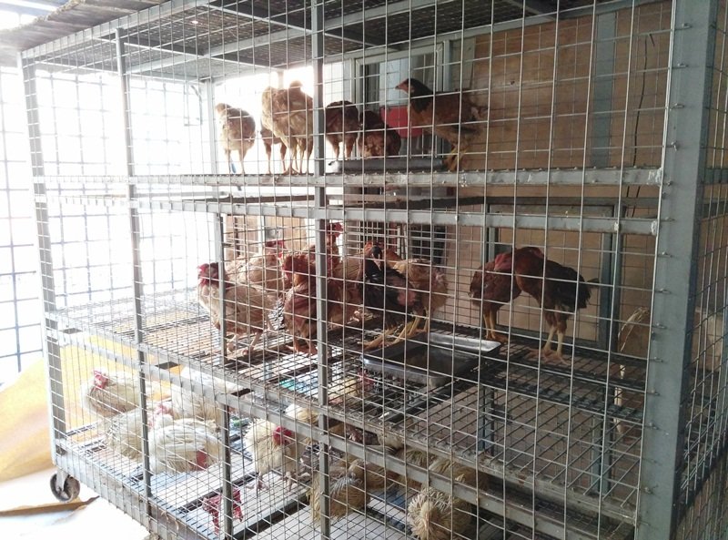 杂货店内竟出现鸡笼，业主让顾客挑选后当场在五脚基宰杀鸡只，非常不卫生。