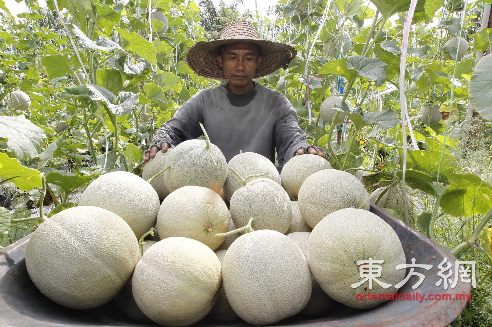 在热带国家栽种的网纹蜜瓜品种只需75天左右就可收成。