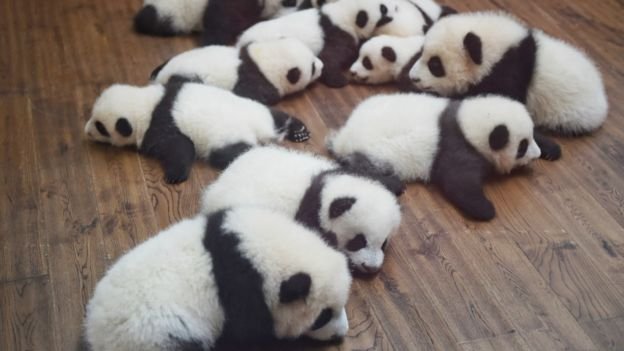 中国官媒常在面书发布熊猫照片及影片，获得许多人点赞与分享。