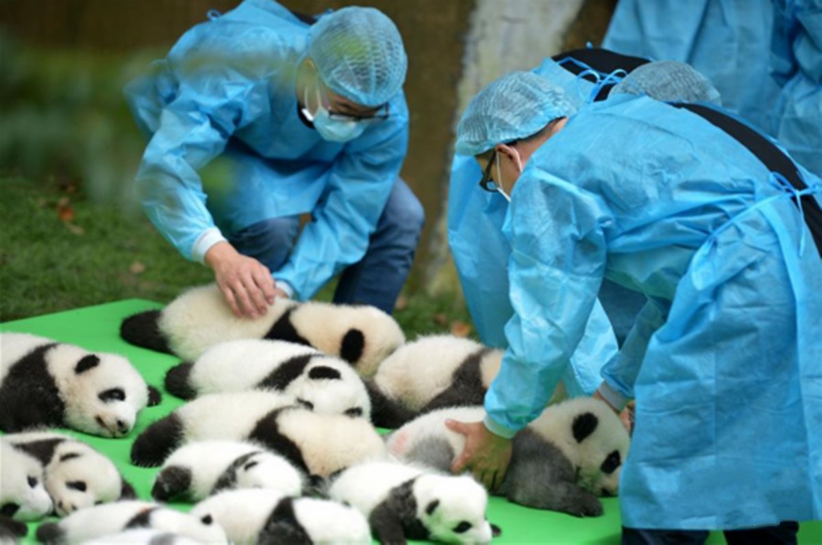 2016年新出生的23只大熊猫宝宝集体在成都大熊猫繁育研究基地亮相。