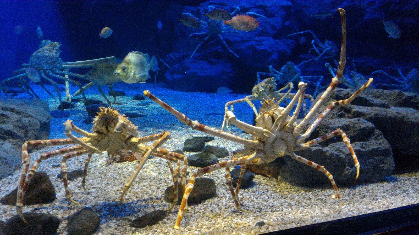 如果喜欢海底世界，大阪的海游馆将是极佳的景点选择。图中的巨蟹因长时间维持同样的姿势，而引起大家的注意。