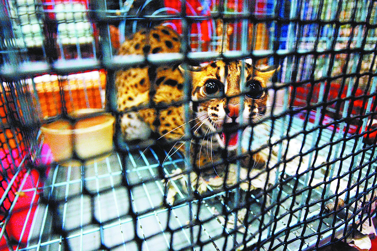 一名本地女子涉嫌非法交易椰子狸、叶猴和亚洲豹猫，图为其中一只被救出的亚洲豹猫。