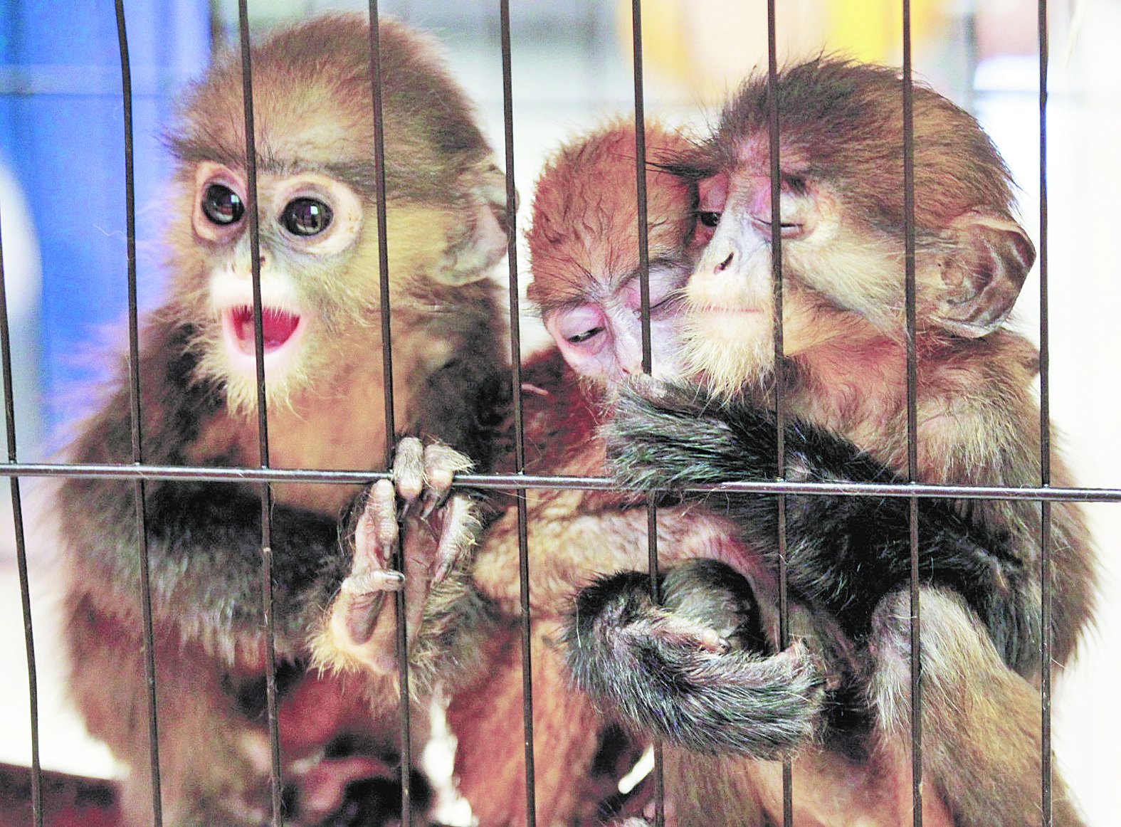 3只叶猴挤在笼子中，它们无辜被捕抓险遭贩卖。
