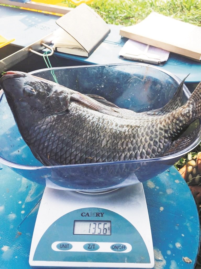 “台湾黑翡翠”比一般非洲鱼快速长大，极具经济效益。