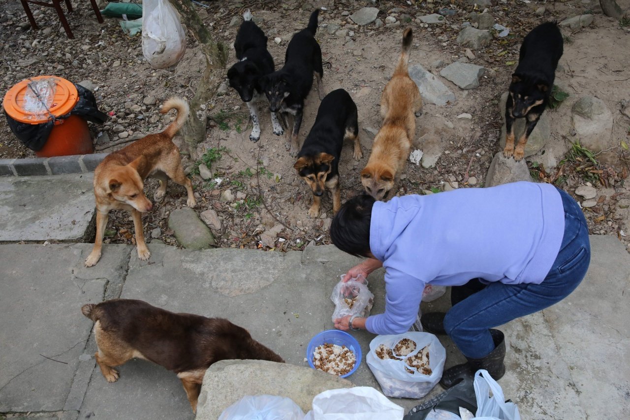 赤立角村有不少流浪狗。