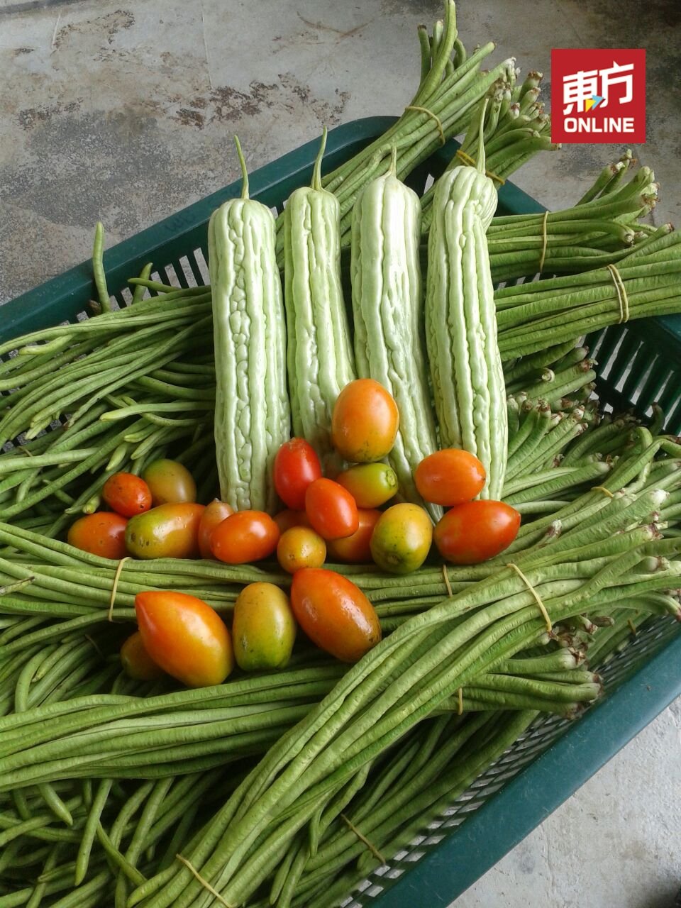 除了送到早市售卖，这些以自然栽种法种植出来的蔬菜也被送到位于吉隆坡孟沙的The Hive寄卖，成为许多有机蔬果消费者的首选。（摄影：邱继贤）
