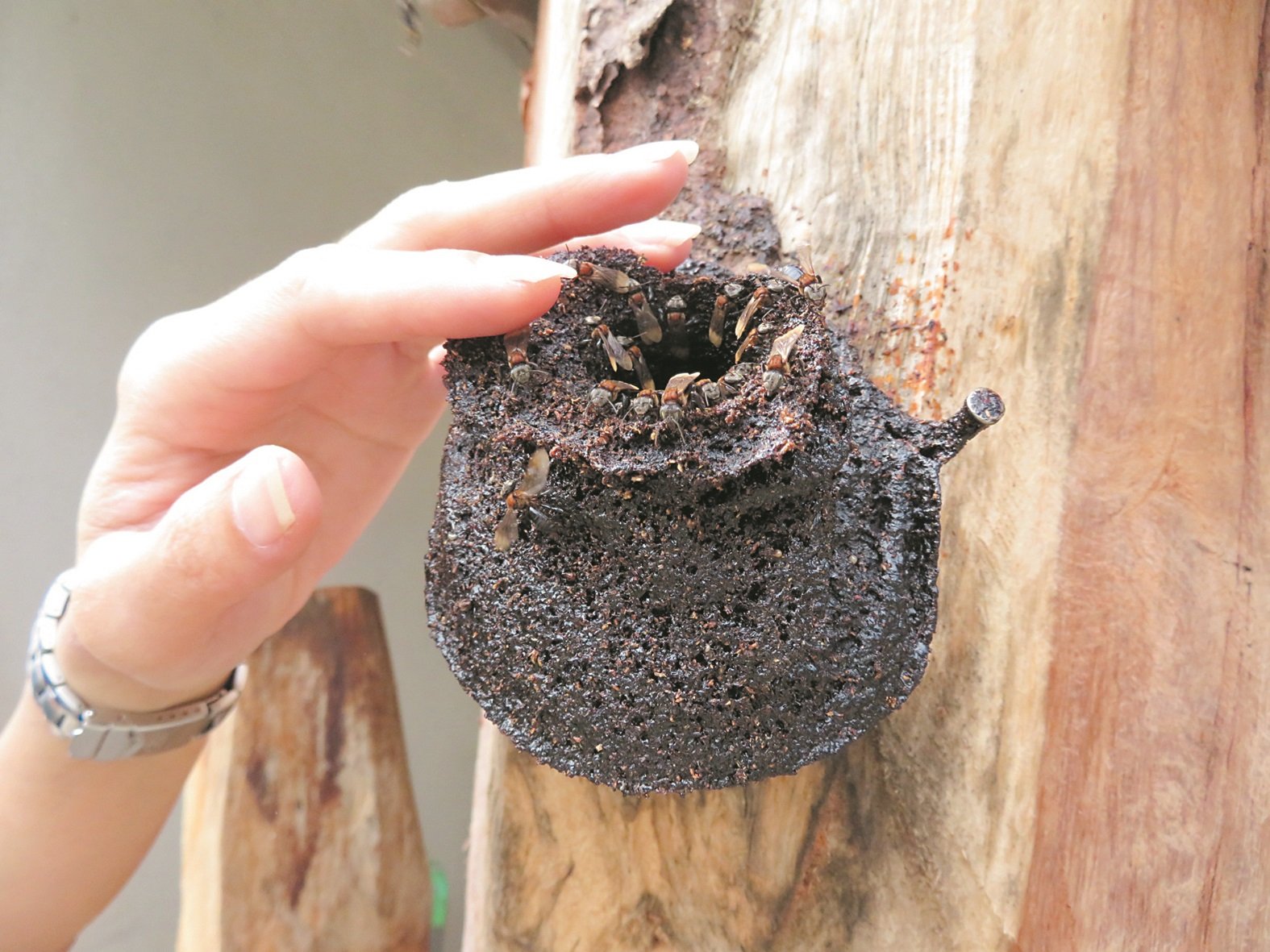 一般上以软蜜“造巢”的银蜂，会比硬蜜的银蜂容易饲养，因较容易取得资源维持。
