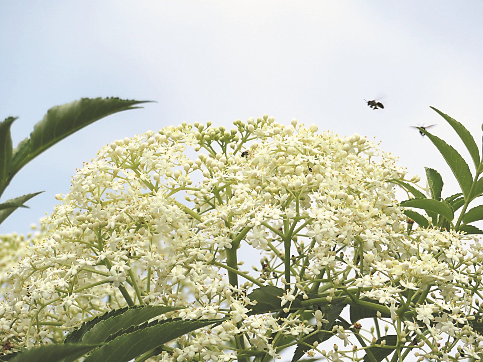 没有攻击性的银蜂，可以在住家环境饲养，而且也可随意在花草树木取得资源。