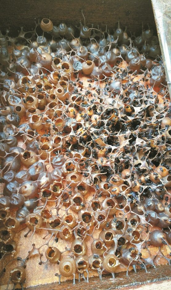 没有攻击性的银蜂，成为新宠物之余，也可让大家每天提取100%纯天然的蜂蜜。