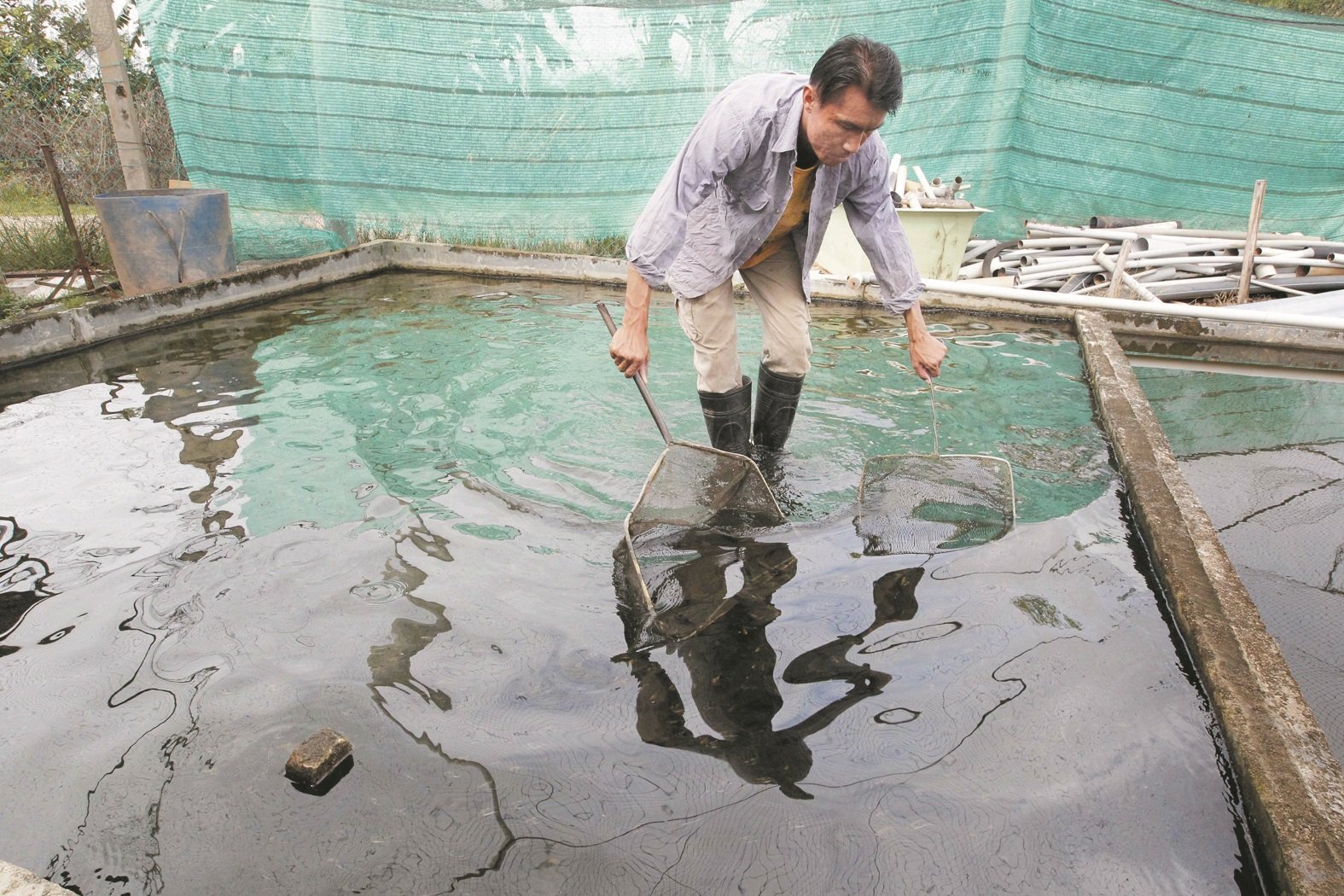 锺伟雄每天都会在渔场观察神仙鱼的状况， 以确保池内的鱼并无受病菌感染。