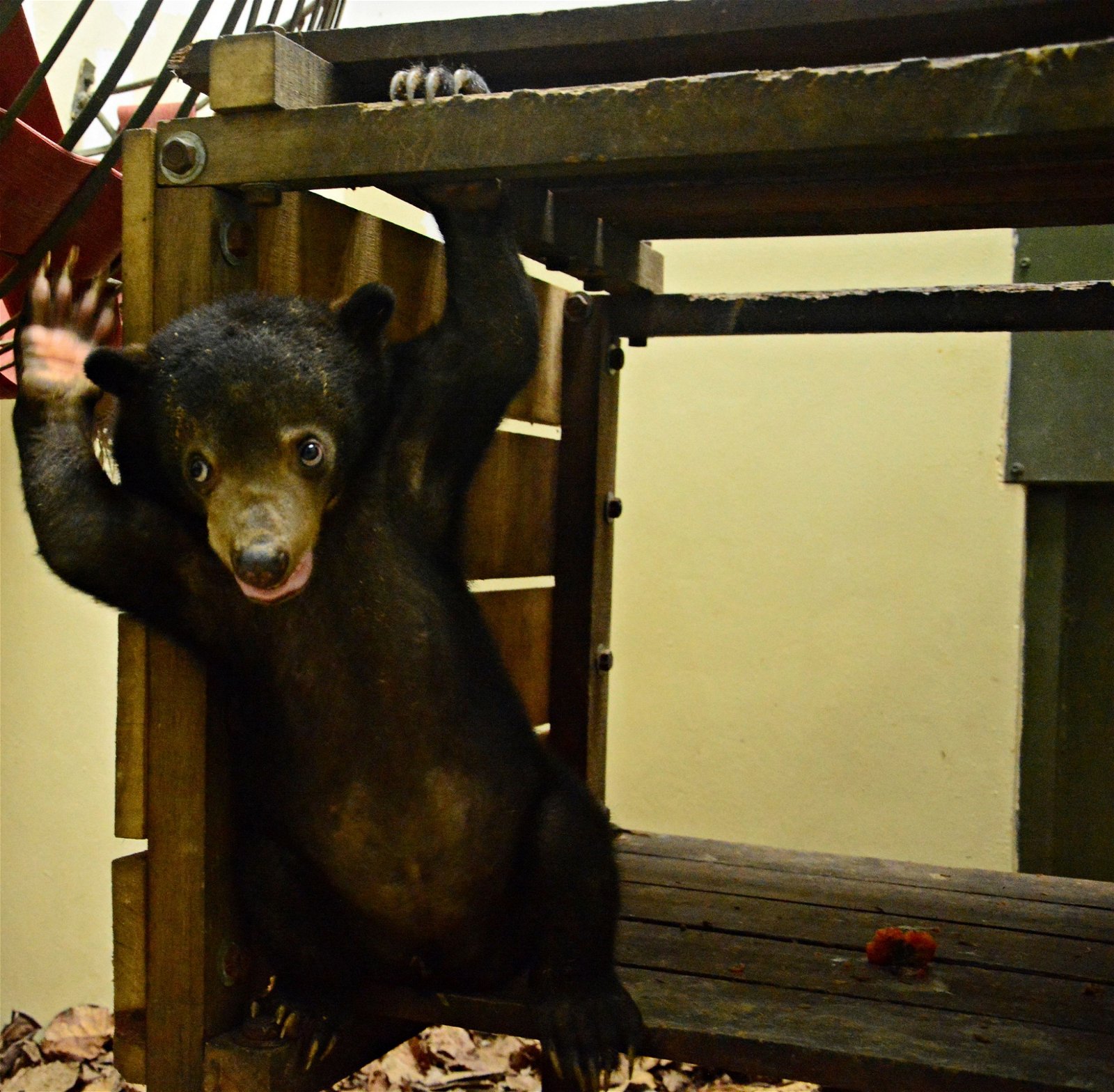 为了应付市场对熊物品 的要求，马来熊也成了 非法猎捕的对象之一。 黄修德指出，近5年的 大马马来熊数量巨减， 每一只马来熊一生最多 能产下4至5只熊宝宝， 低生产率的他们无法抵 抗大环境的改变及人类 的捕杀。