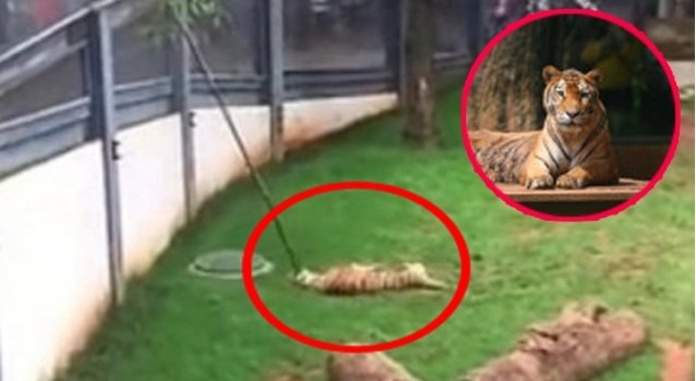 老虎被咬颈部后躺在地上。