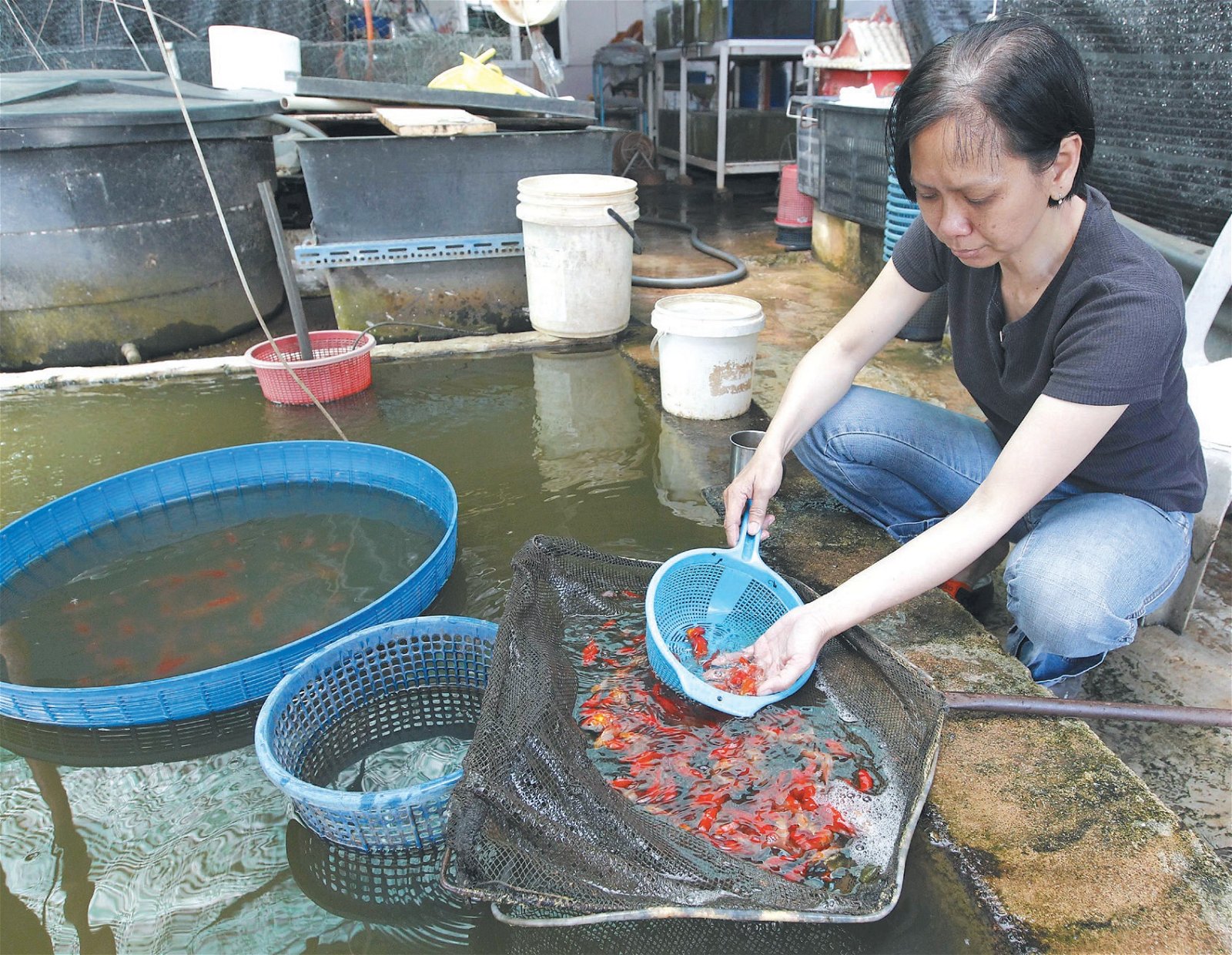 陈秀梅表示， 在挑选金鱼的过程中需相当谨慎，以防伤及金鱼的鱼身，影响售价。