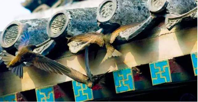 北京地区的雨燕仅存约4000只。