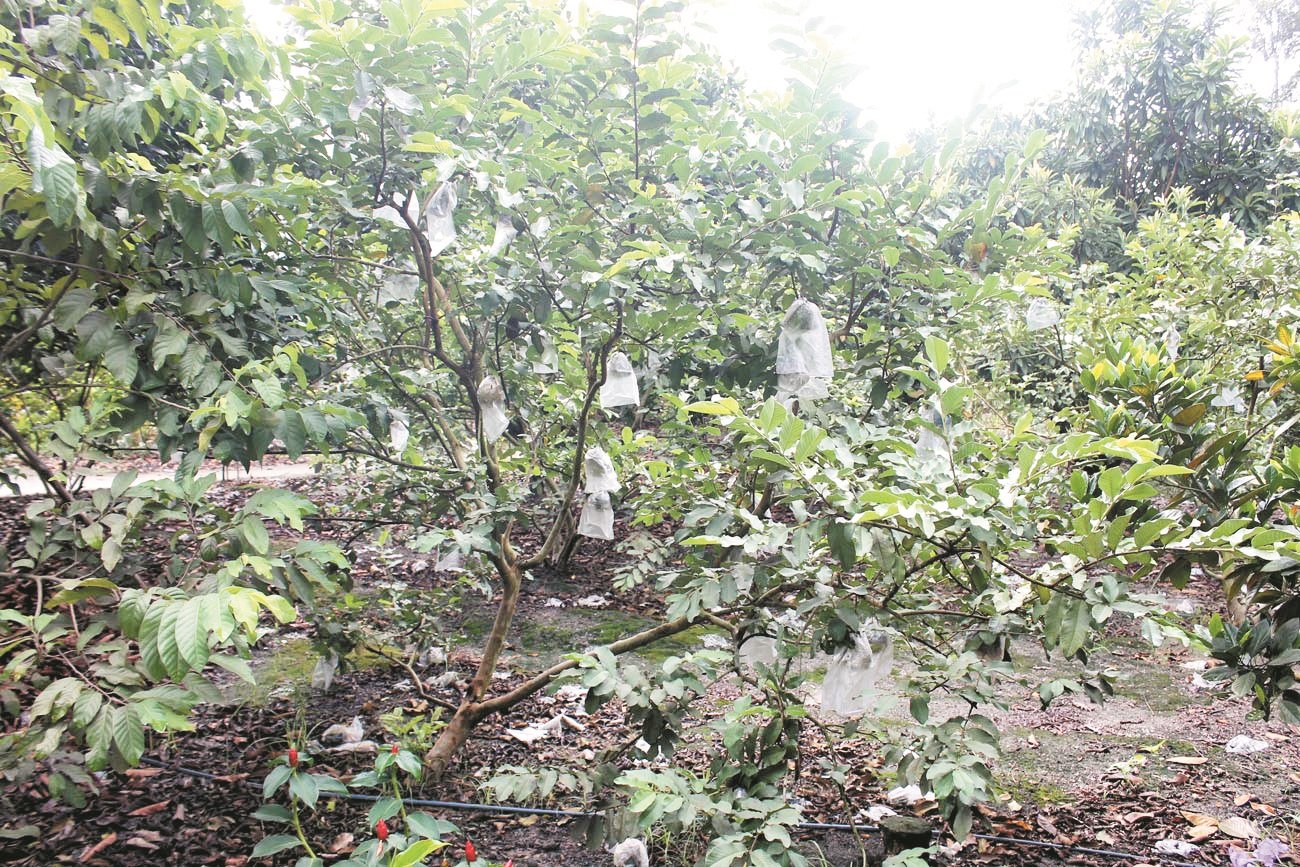 两年树龄的番石榴树进入盛产期，每周都有果实可采收，照顾得当更可采收长达10年。