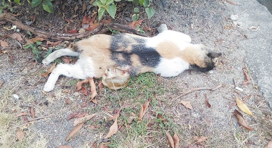 流浪猫狗被车撞毙后尸体无人处理，以致尸体溃烂，影响卫生市容。