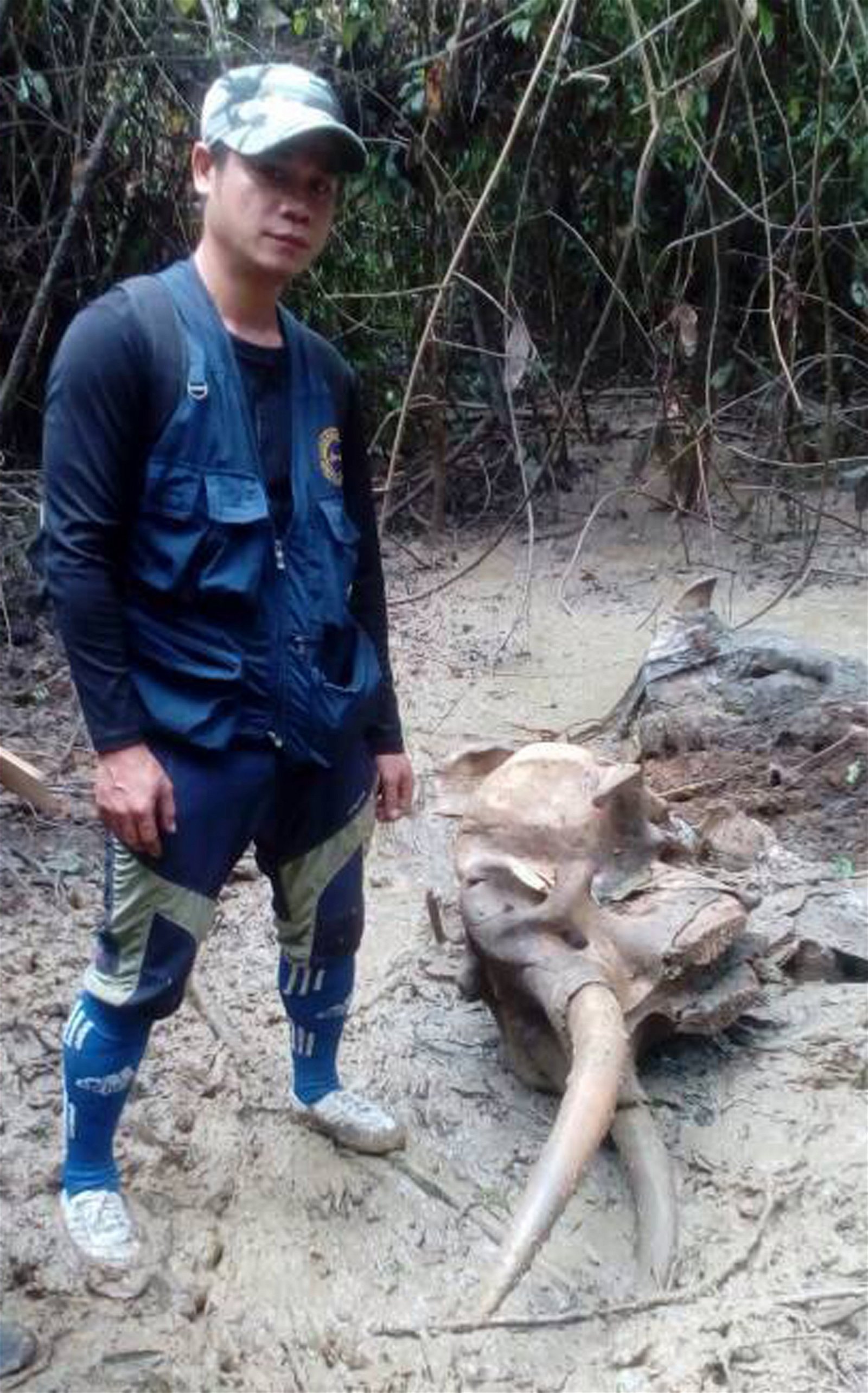沙巴森林局护林员在加旺保留林发现遇害的矮象李宁公，被发现时已腐烂，惟象牙还在。